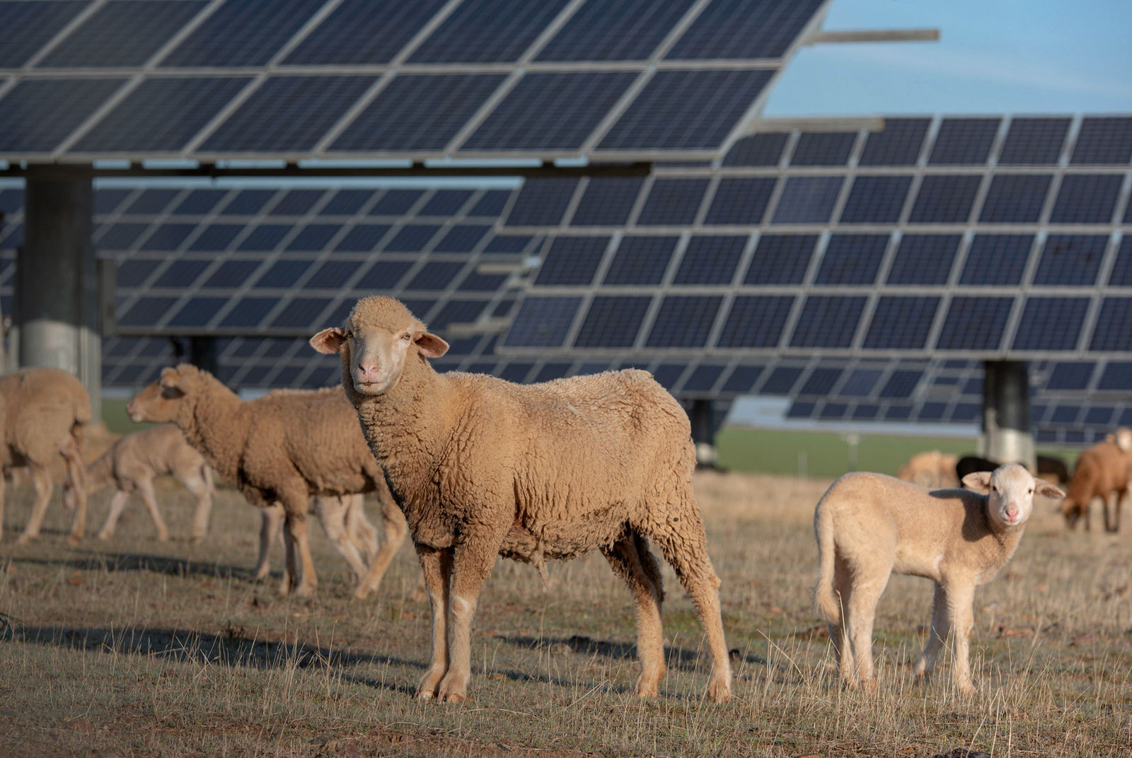 Nachhaltigkeit bei Volkswagen Chattanooga - 1 Solarpark und 50 tierische Rasenmäher